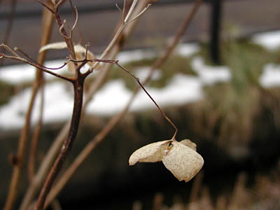 紫陽花