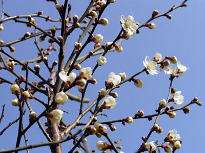 梅の花