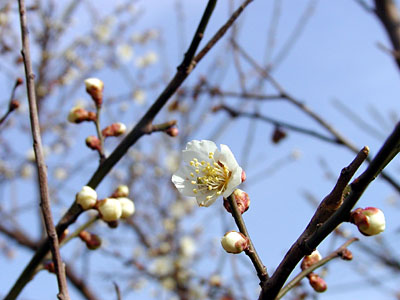 梅の花