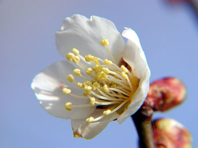 梅の花