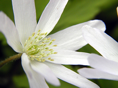 山野草