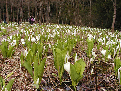 水芭蕉公園