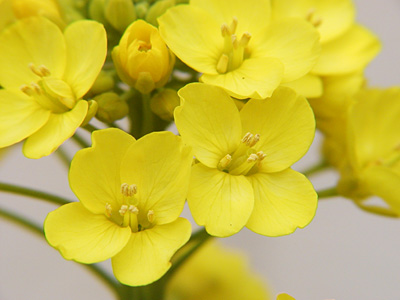 菜の花