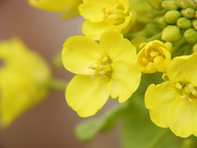 菜の花