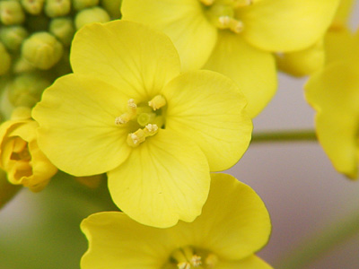 菜の花