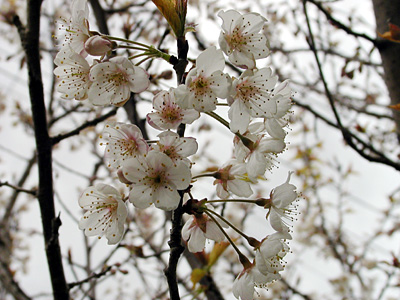 サクランボの花