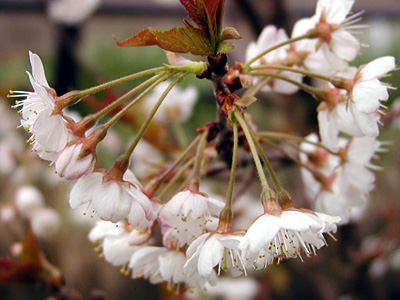 サクランボの花