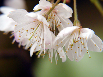 サクランボの花