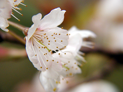 サクランボの花