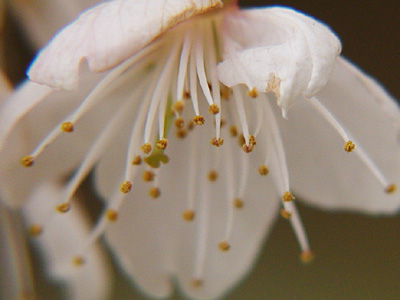 サクランボの花