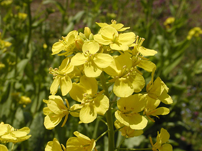 我家の菜の花