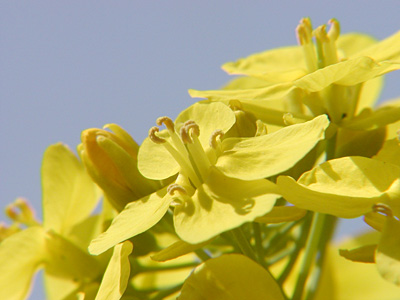 我家の菜の花