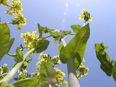 我家の菜の花