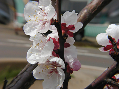 杏の花