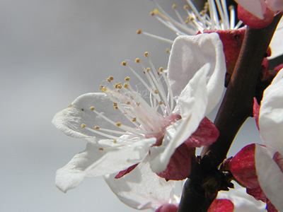 杏の花