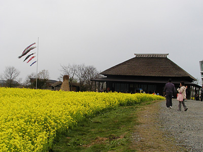 福島潟の菜の花