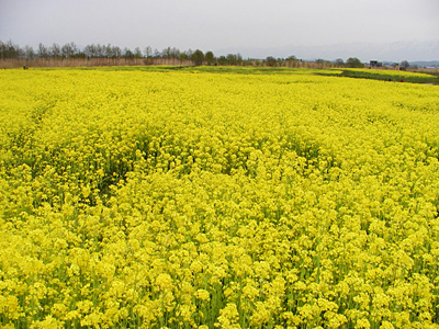 福島潟の菜の花