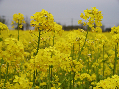 福島潟の菜の花