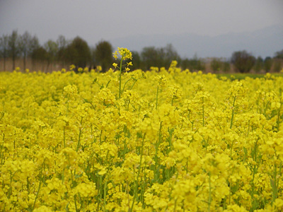 福島潟の菜の花