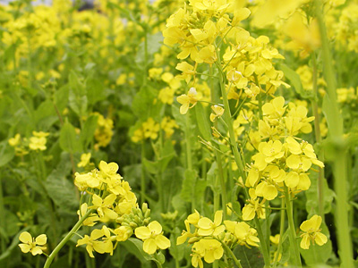 福島潟の菜の花