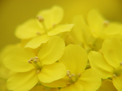 福島潟の菜の花