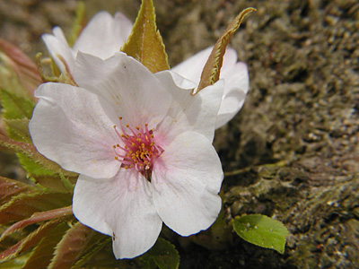 瓢湖の桜