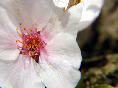 瓢湖の桜