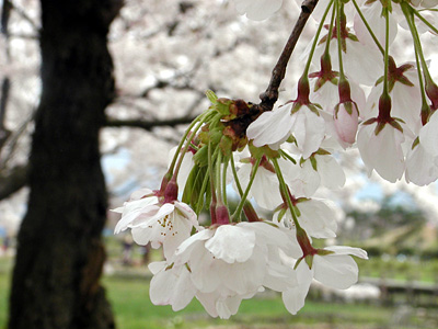 瓢湖の桜