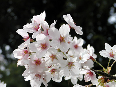 瓢湖の桜