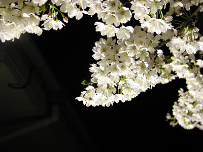 夜桜