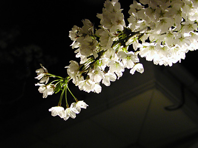 夜桜