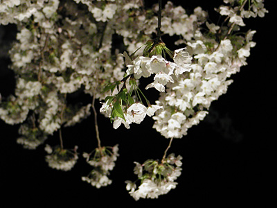 夜桜