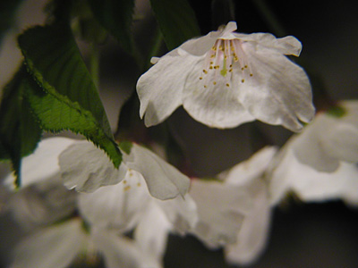 夜桜