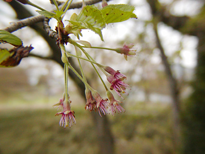 終った桜