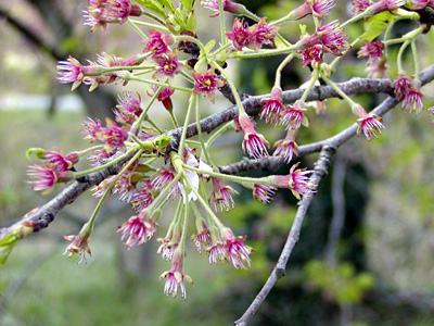 終った桜