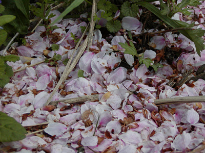 桜の花びら