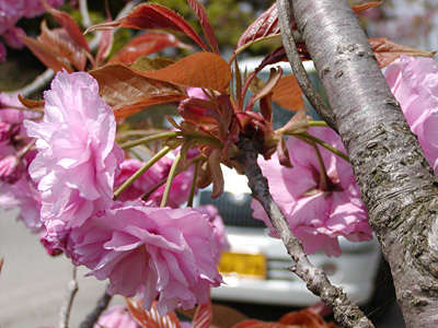 八重桜