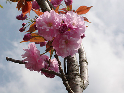 八重桜