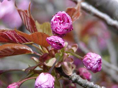 八重桜