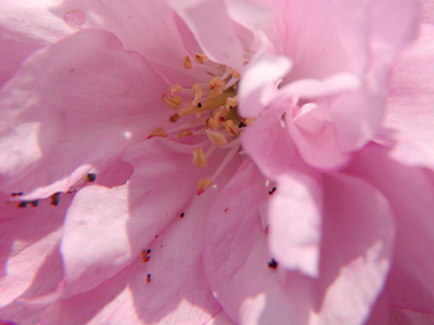 八重桜