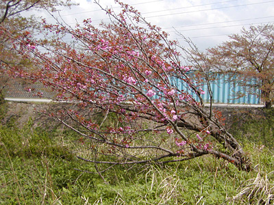 八重桜