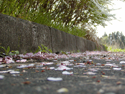 桜の花びら