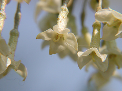 グミの花