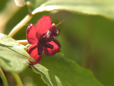 アケビの花