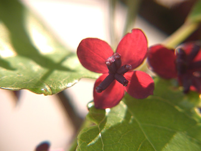 アケビの花