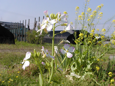 大根の花