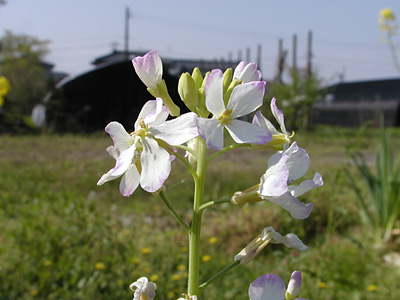 大根の花