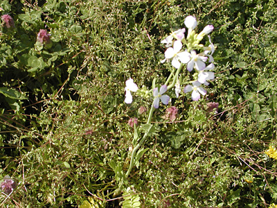 大根の花