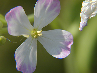 大根の花