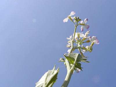 大根の花